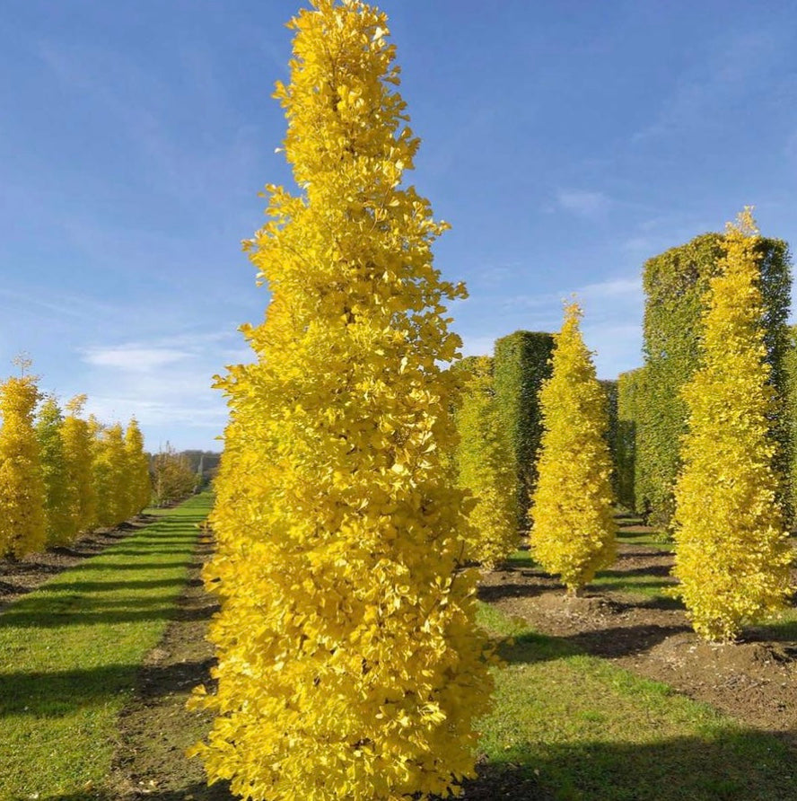 Fastigiate Maidenhair Tree