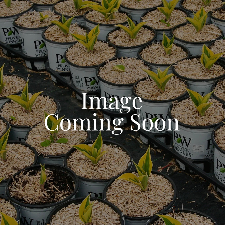 American Sentry Linden
