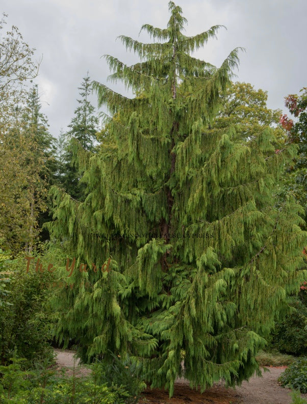 Weeping Nootka False Cypress