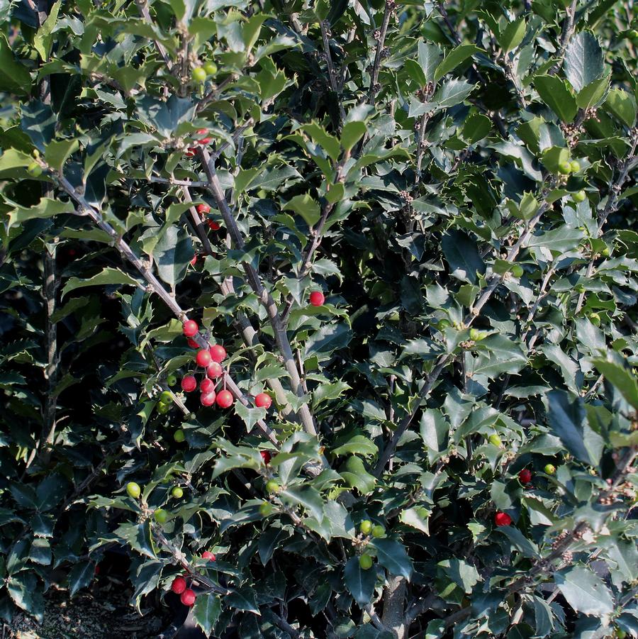Jack & Jill Blue Holly