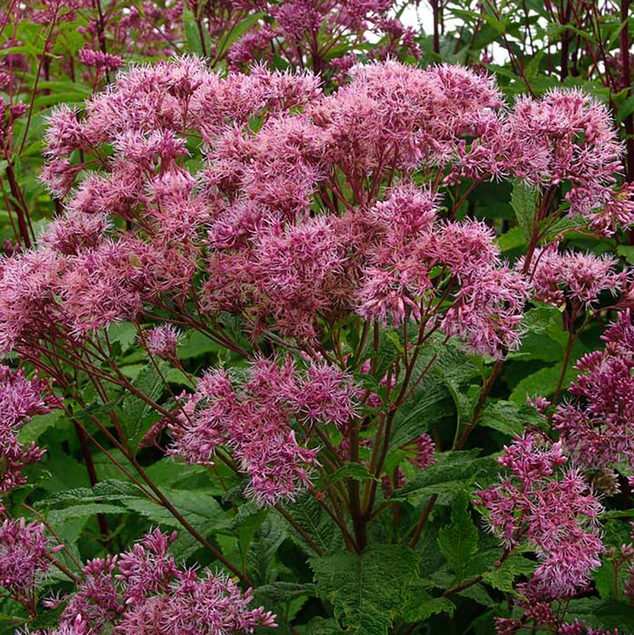 Joe-Pye Weed