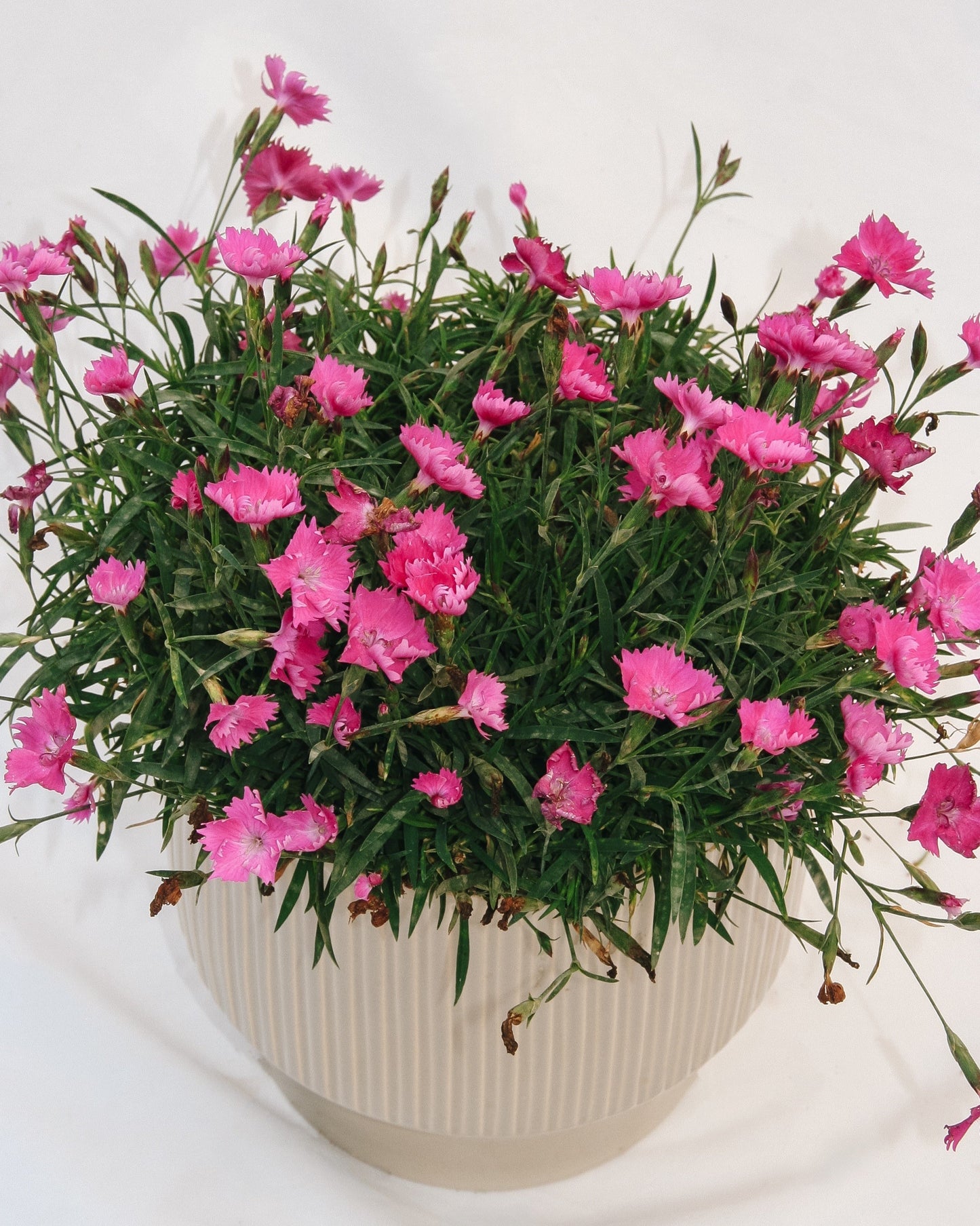 Kahori Scarlet Pinks