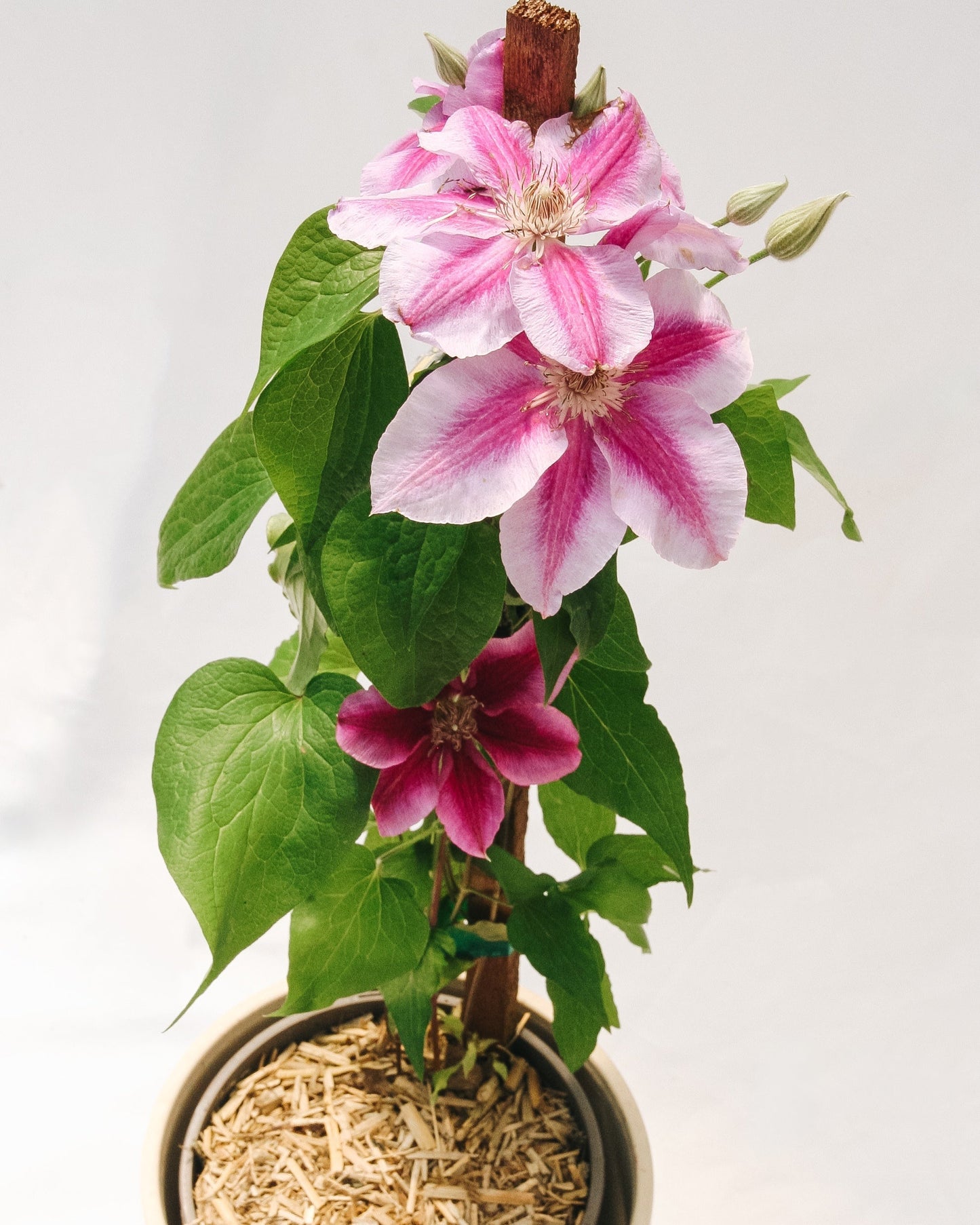 Killian Donahue Clematis