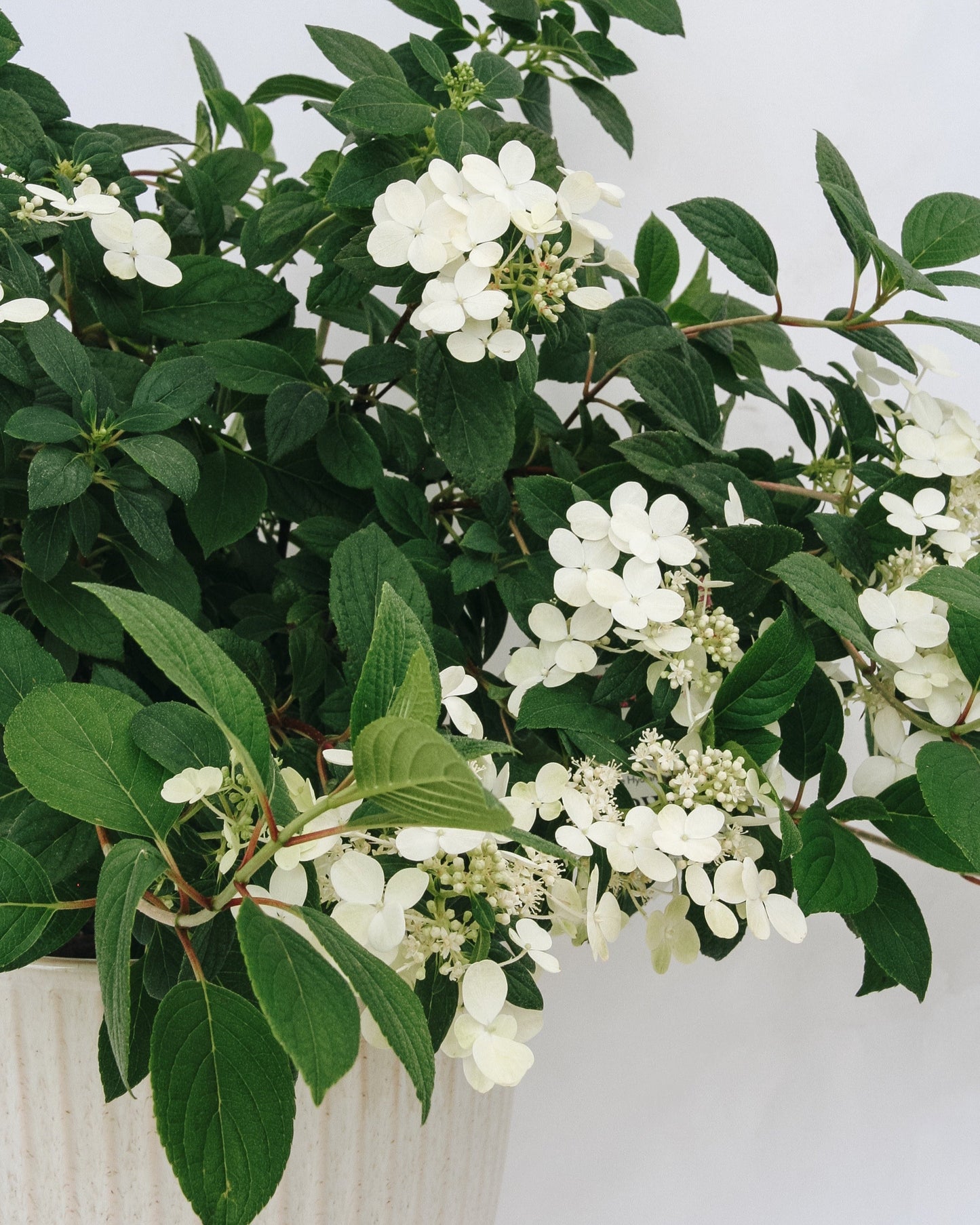 Little Quick Fire Hydrangea
