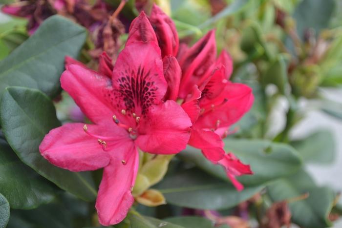 Nova Zembla Rhododendron