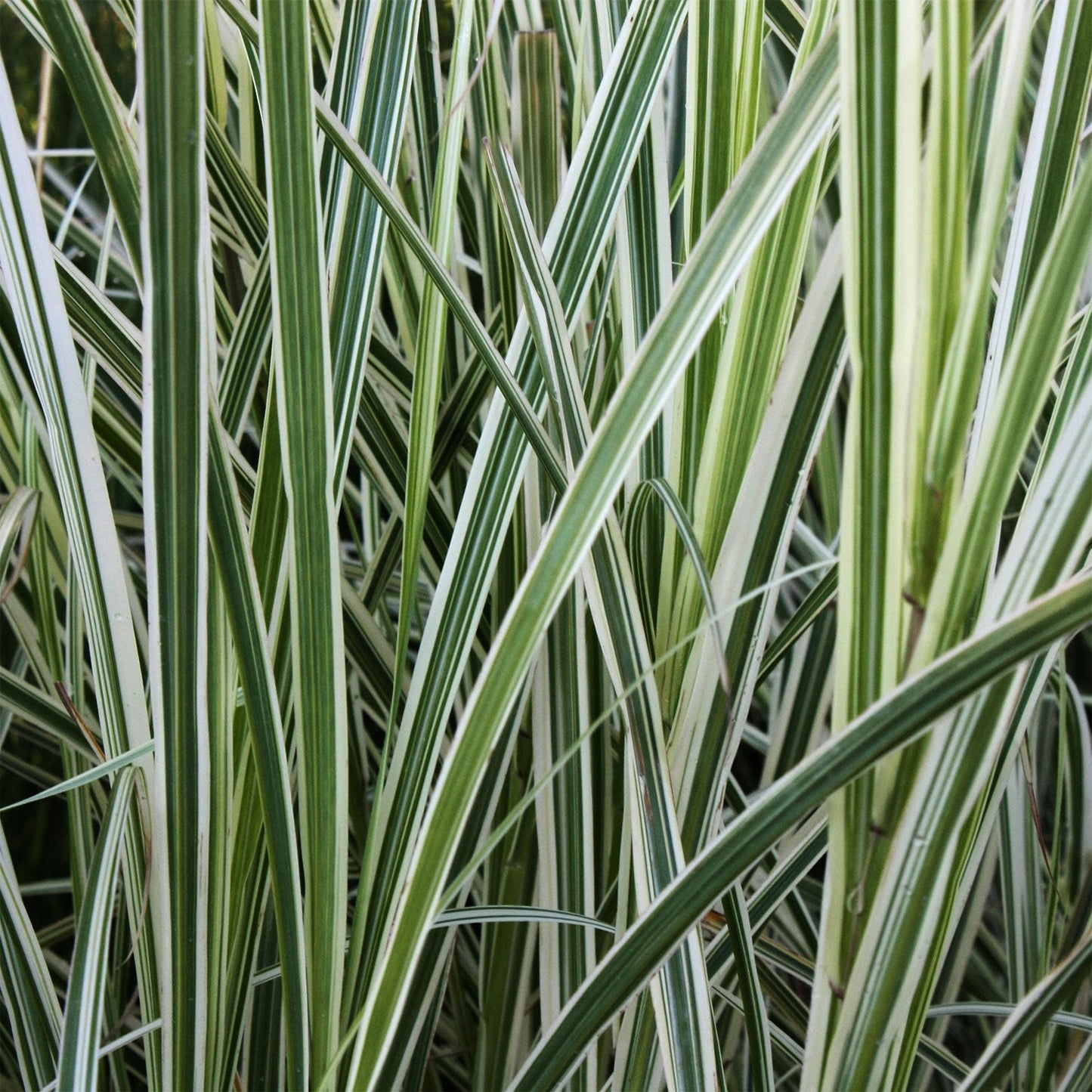 Variegated Feather Reed Grass