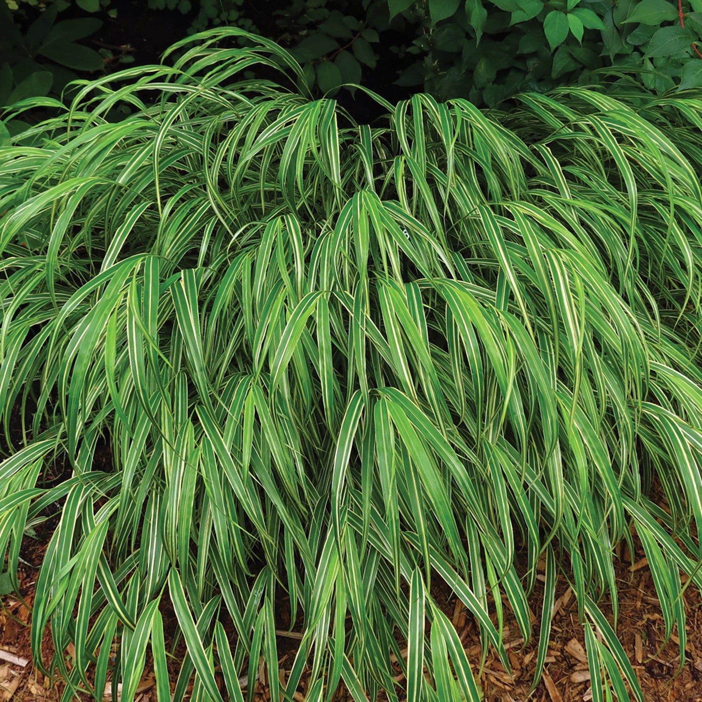Albo-Striata Hakone Grass