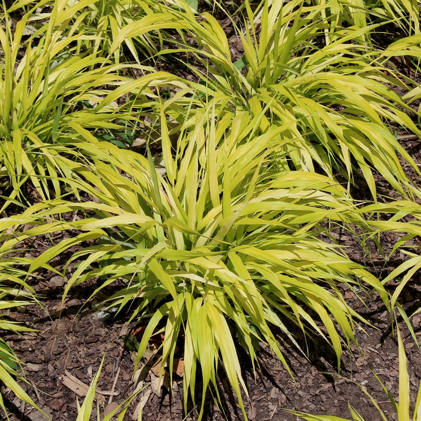 All Gold Forest Grass