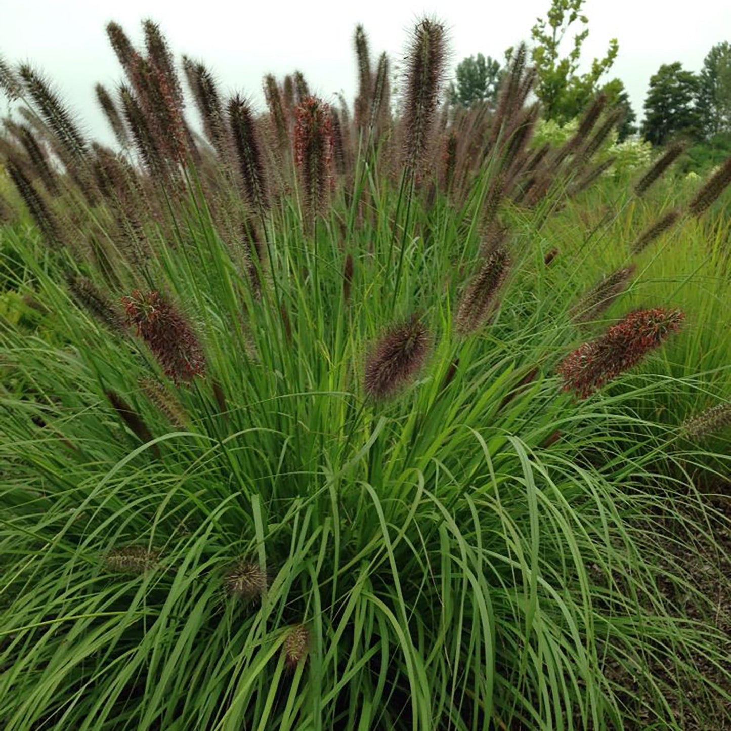 Ginger Love Fountain Grass