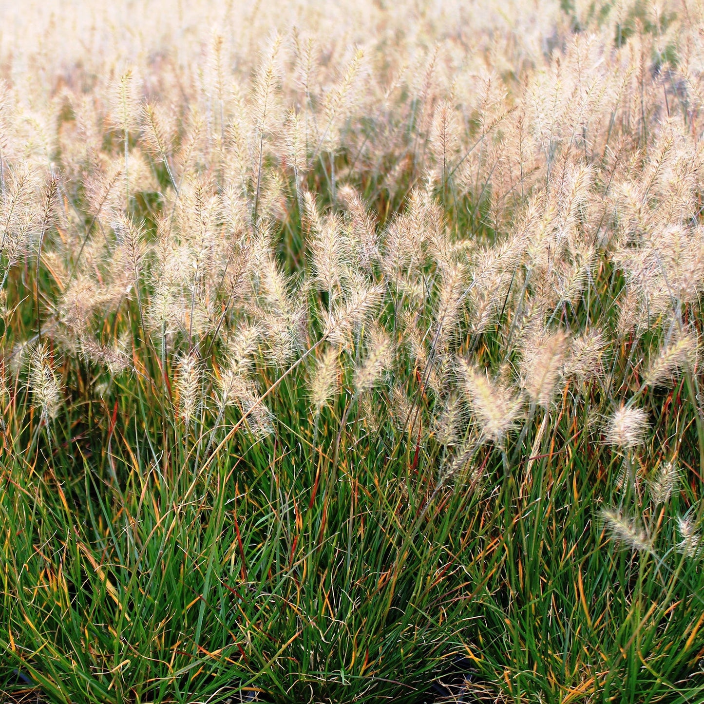 Little Bunny Fountain Grass