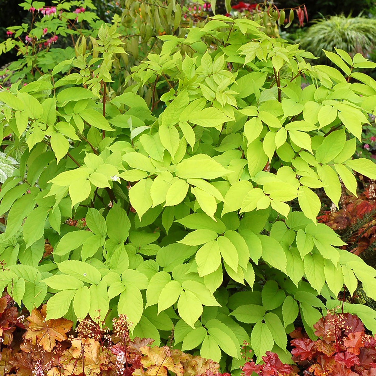 Japanese Spikenard