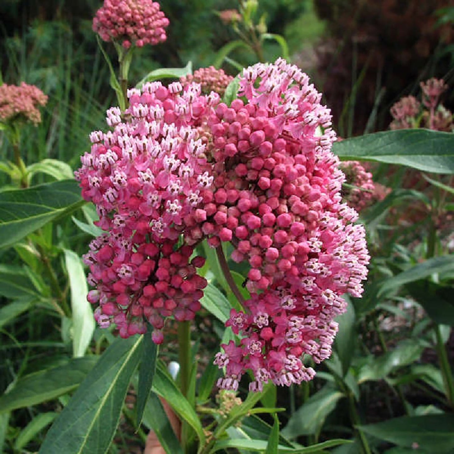 Cinderella Swamp Milkweed