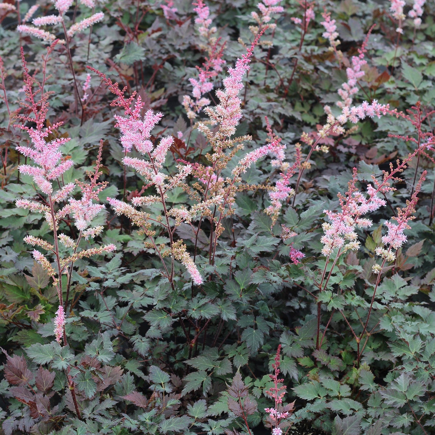 Delft Lace False Spirea