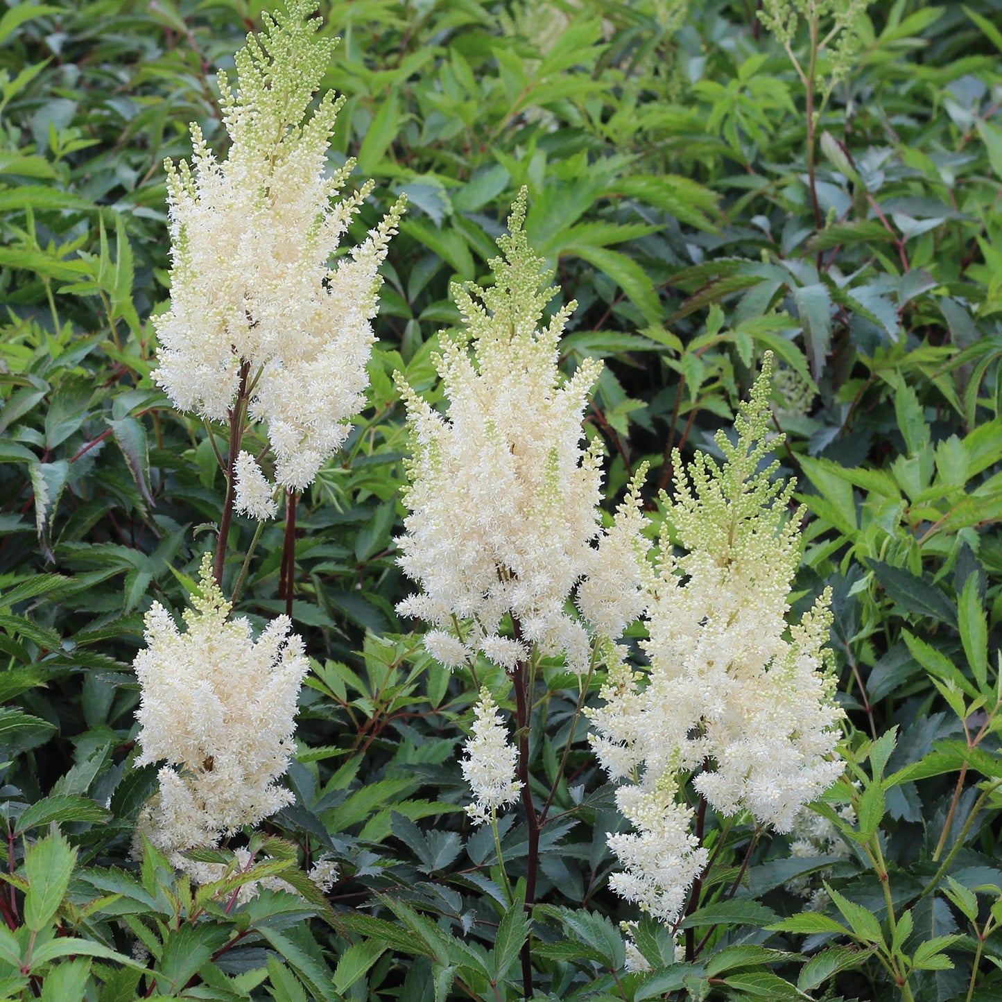 Younique White False Spirea