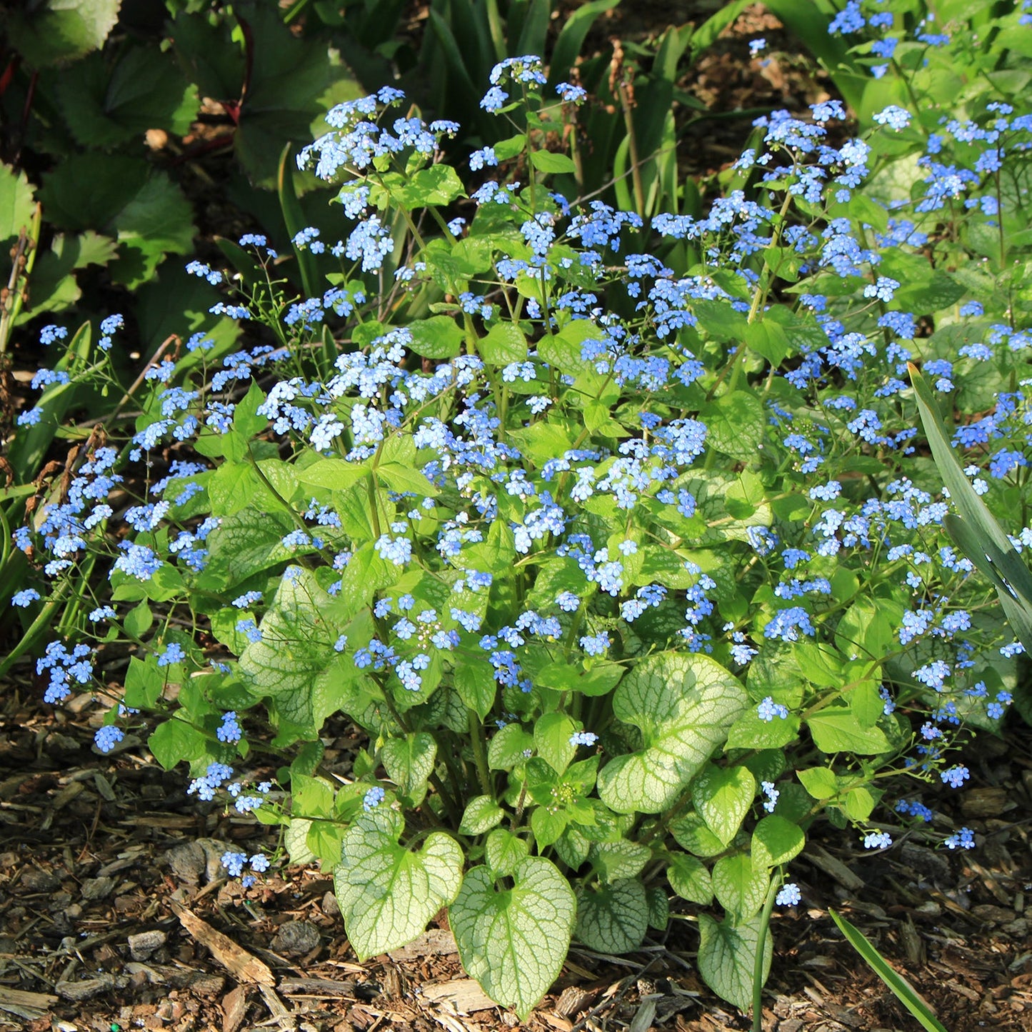 Jack Frost Siberian Bugloss