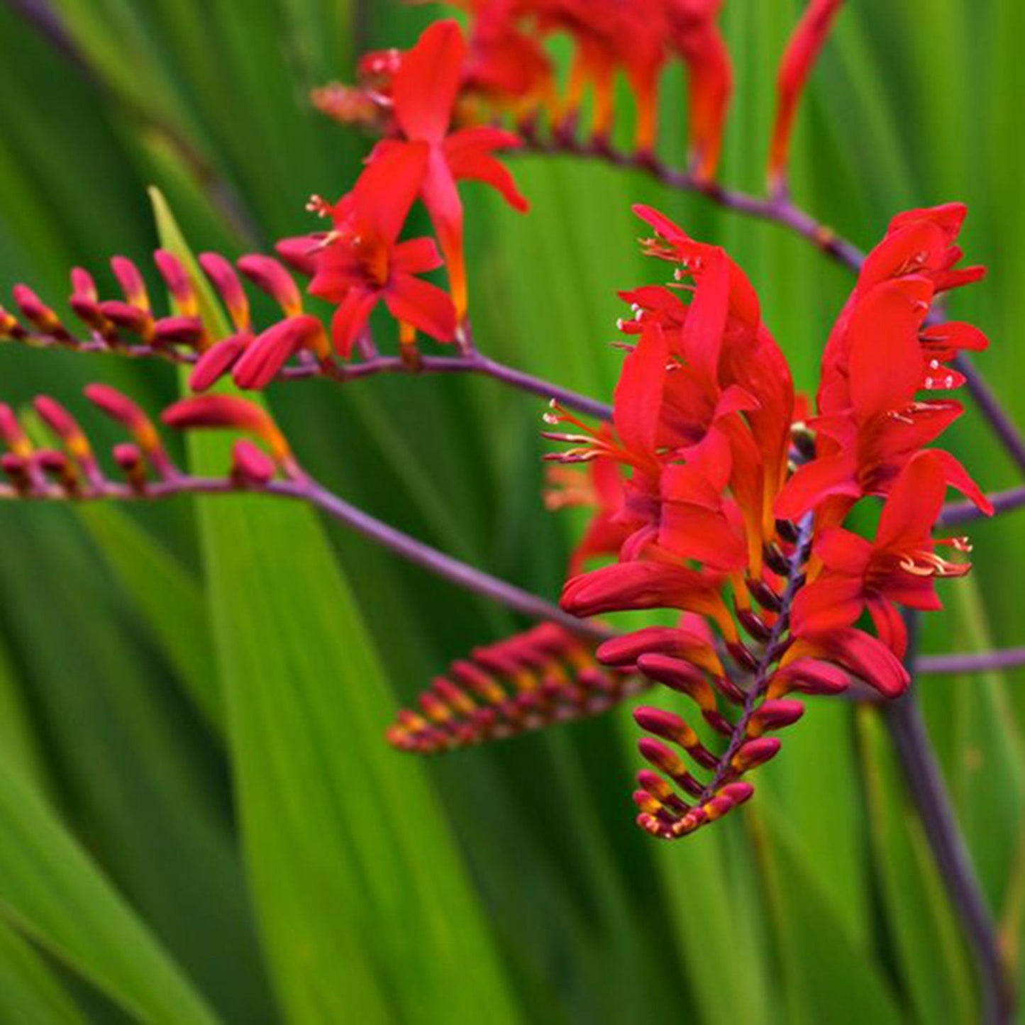 Lucifer Montbretia