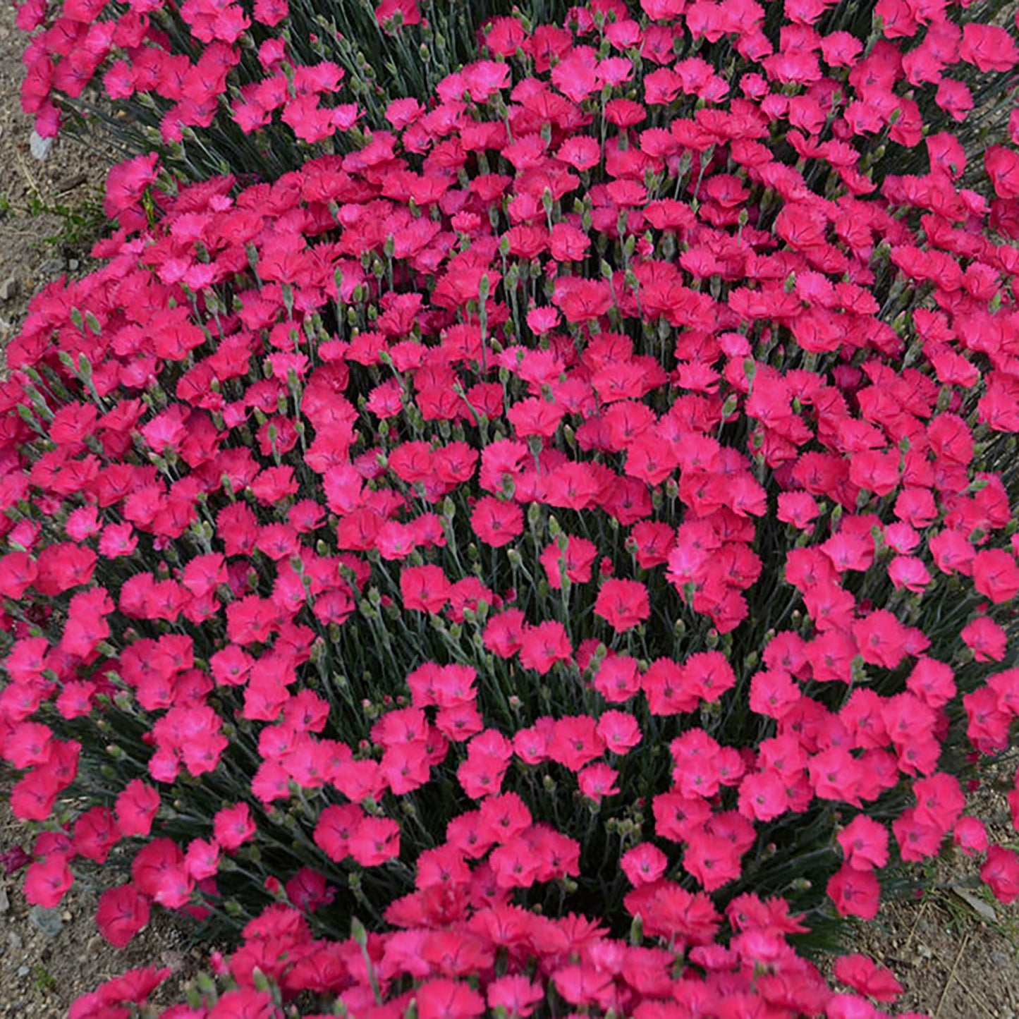 Magenta Pinks