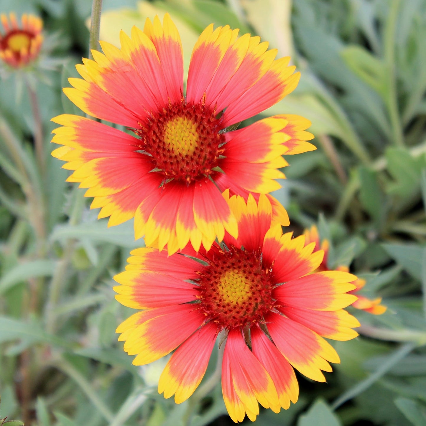 Goblin Blanket Flower