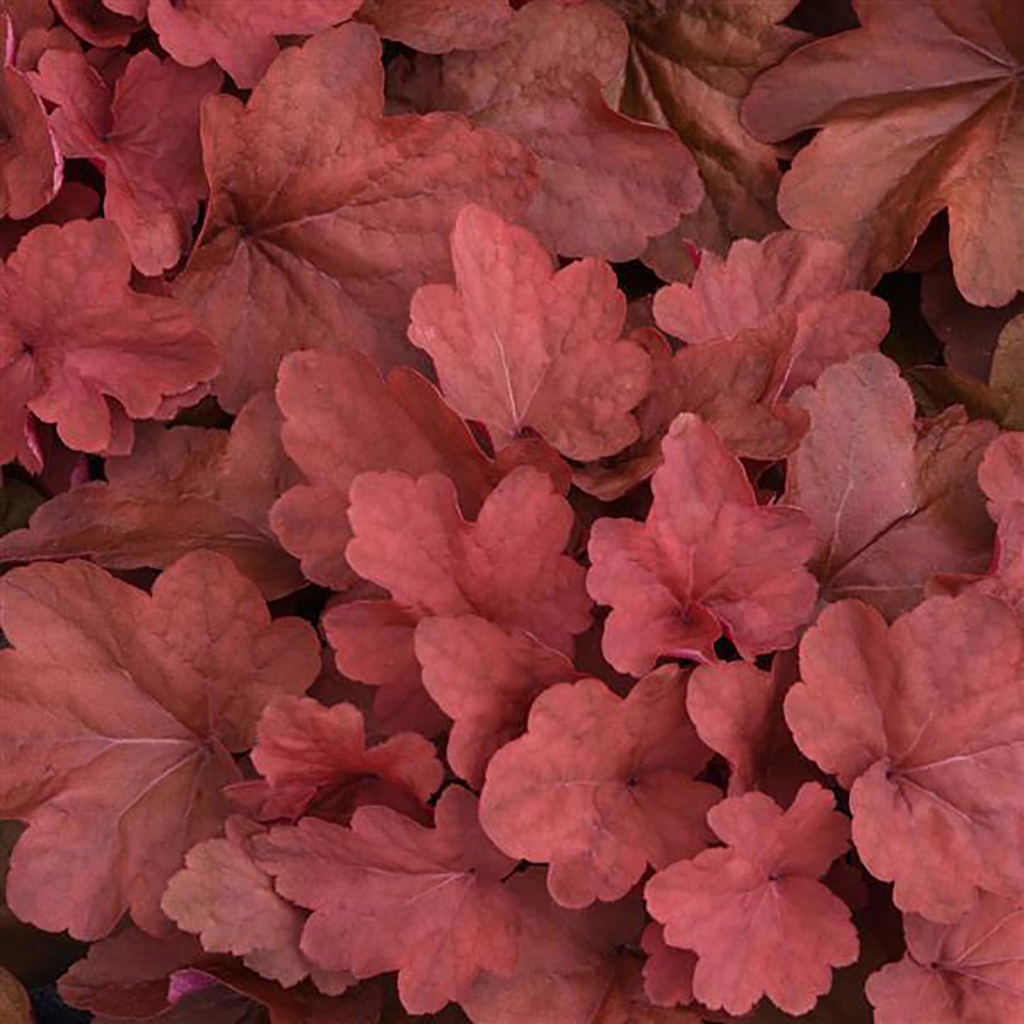 Carnival Cinnamon Stick Coral Bells
