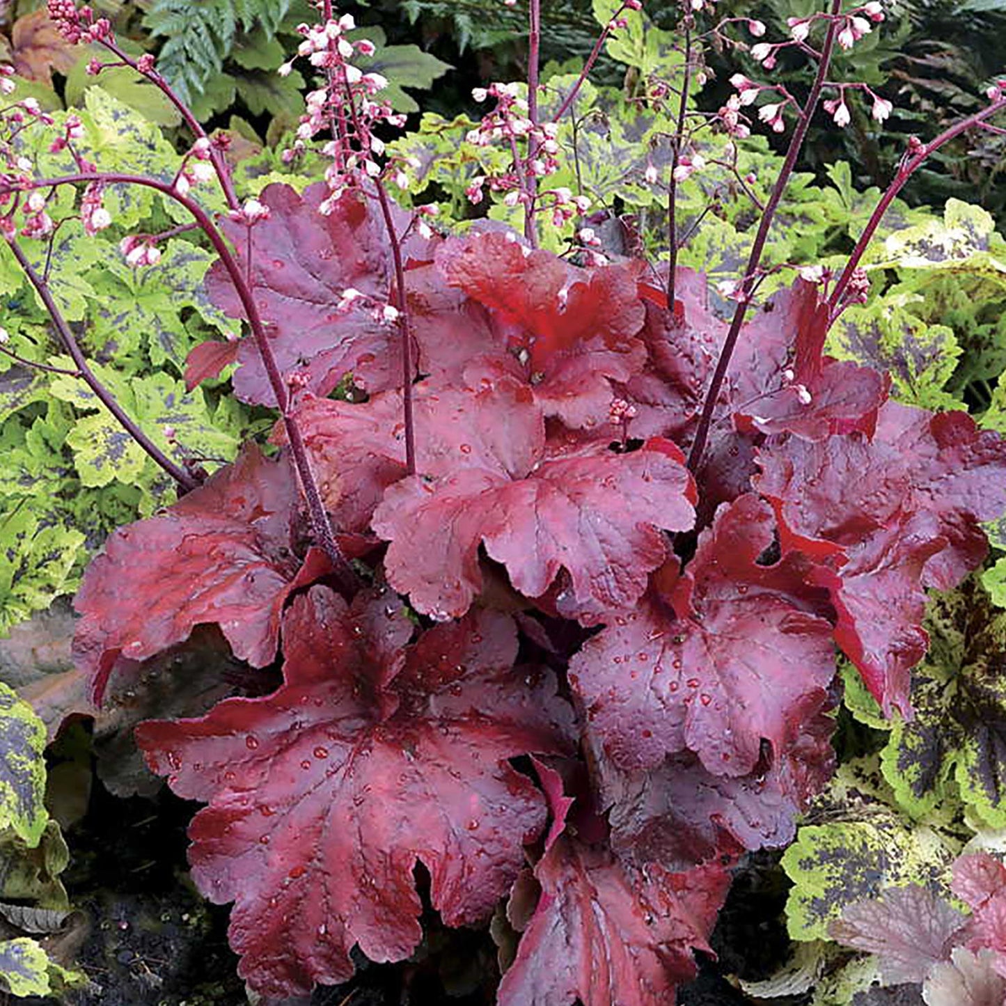Fire Alarm Coral Bells