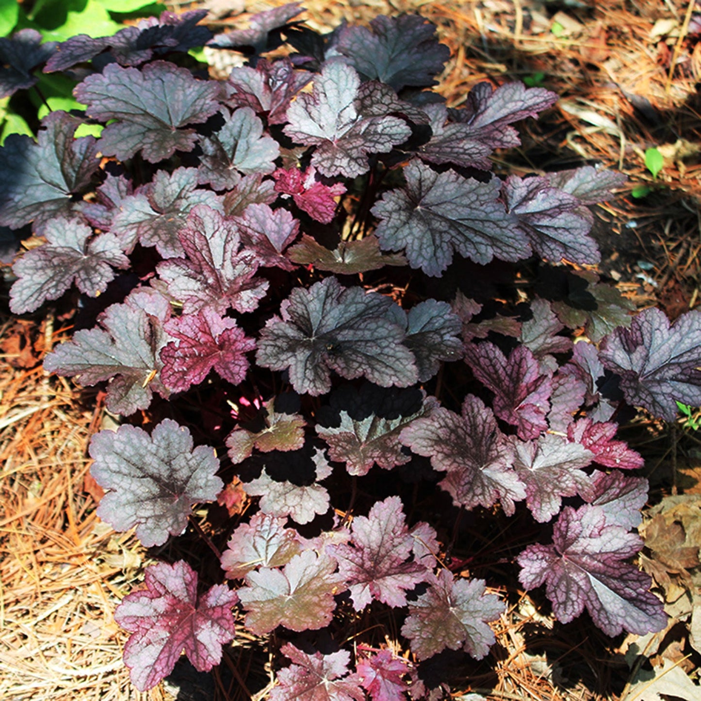 Plum Pudding Coral Bells