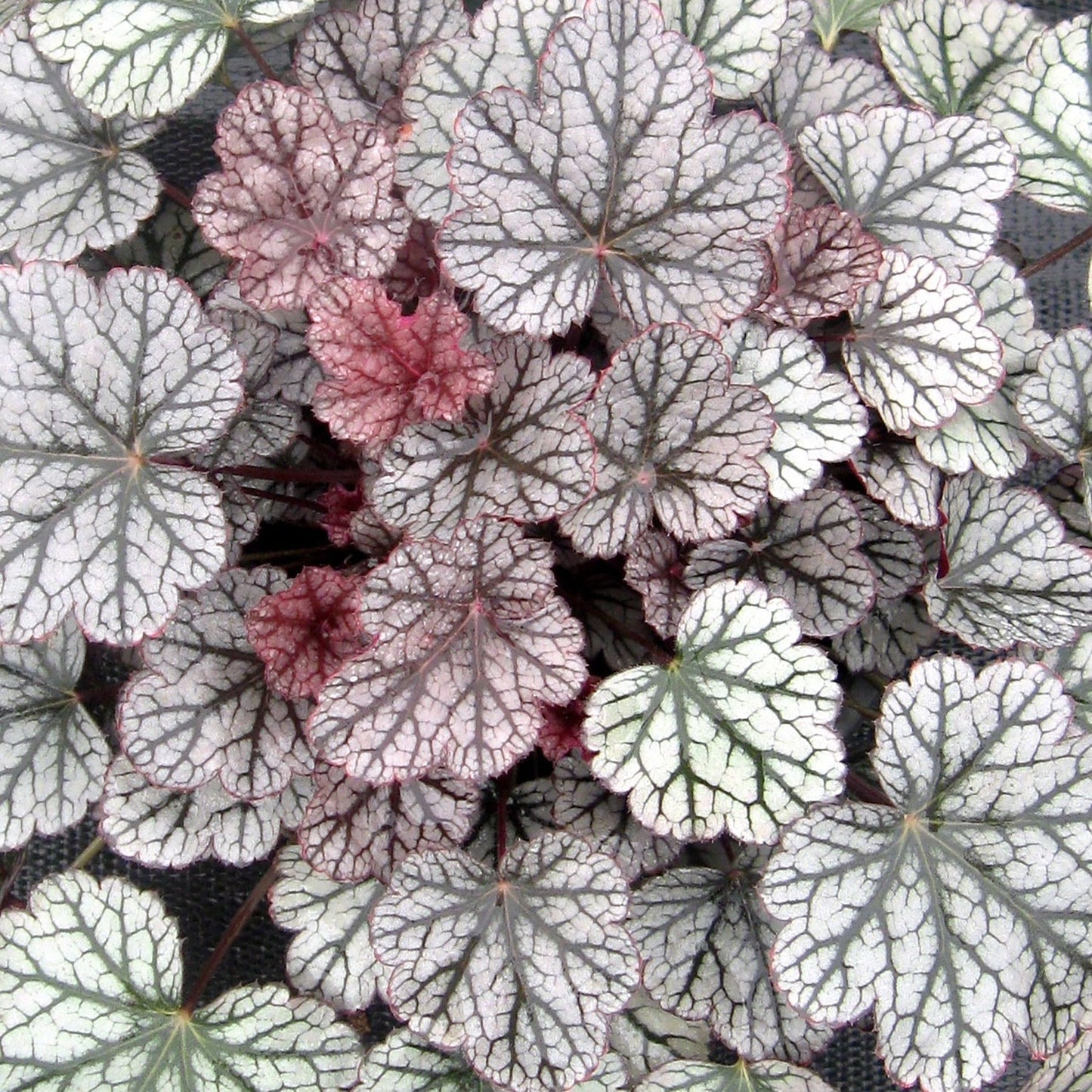 Silver Scrolls Coral Bells