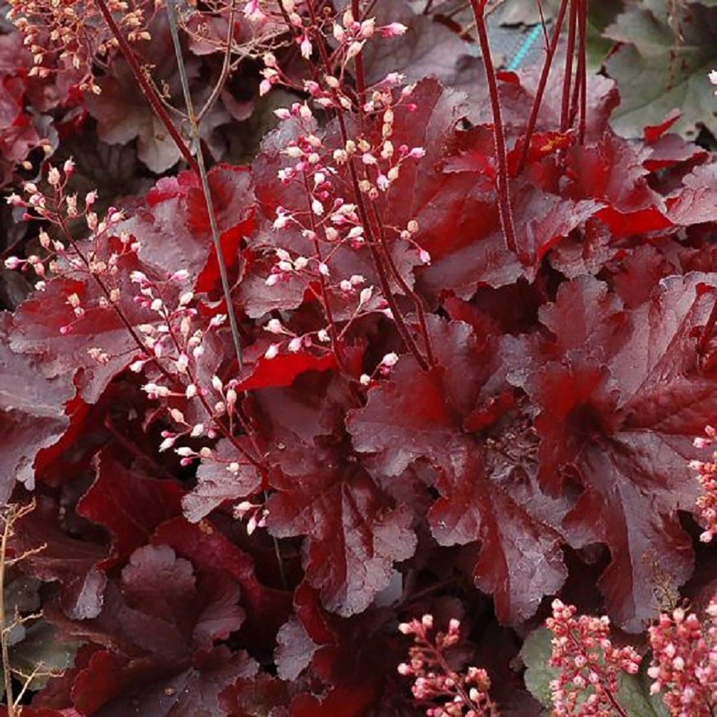 Red Coral Bells