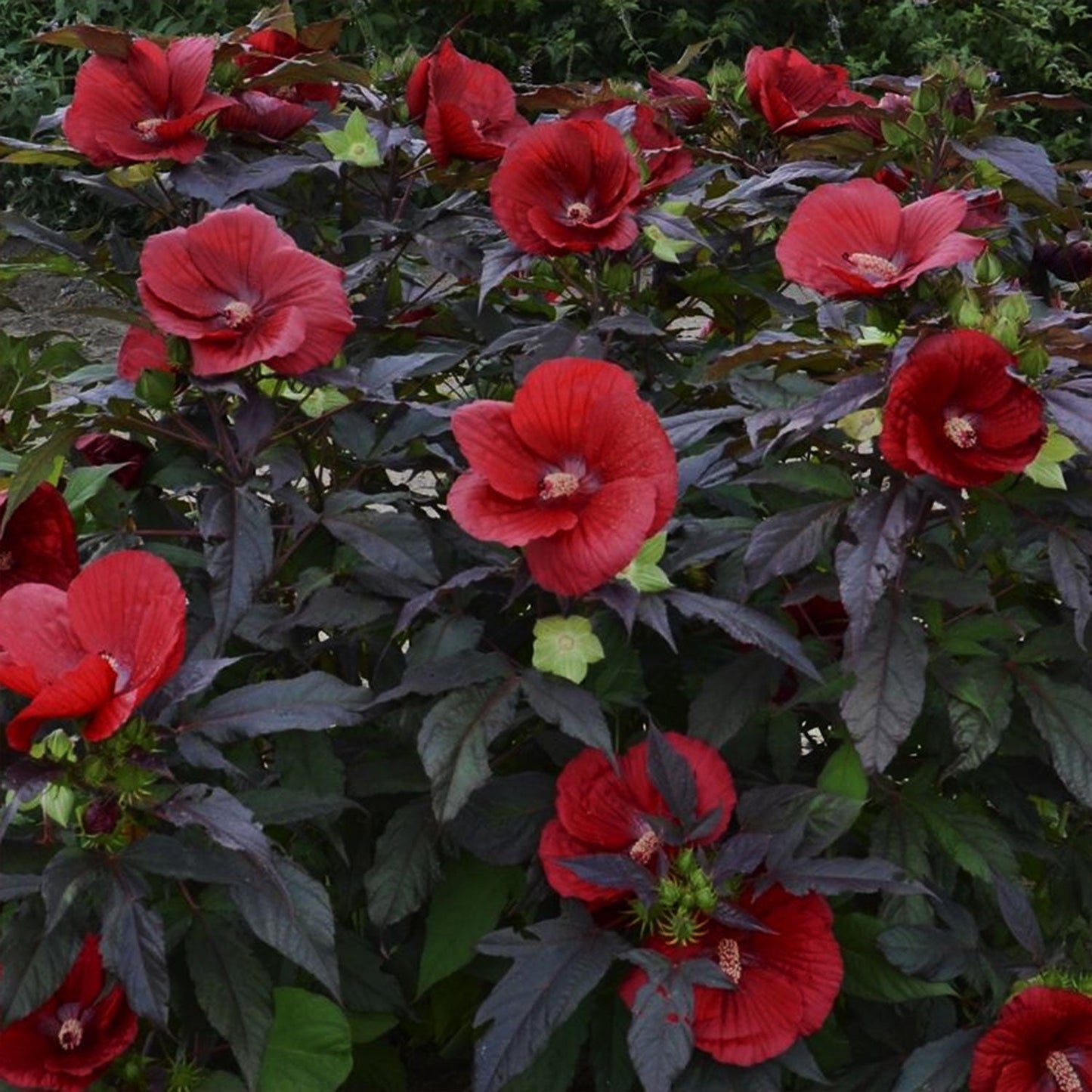 Midnight Marvel Rose Mallow