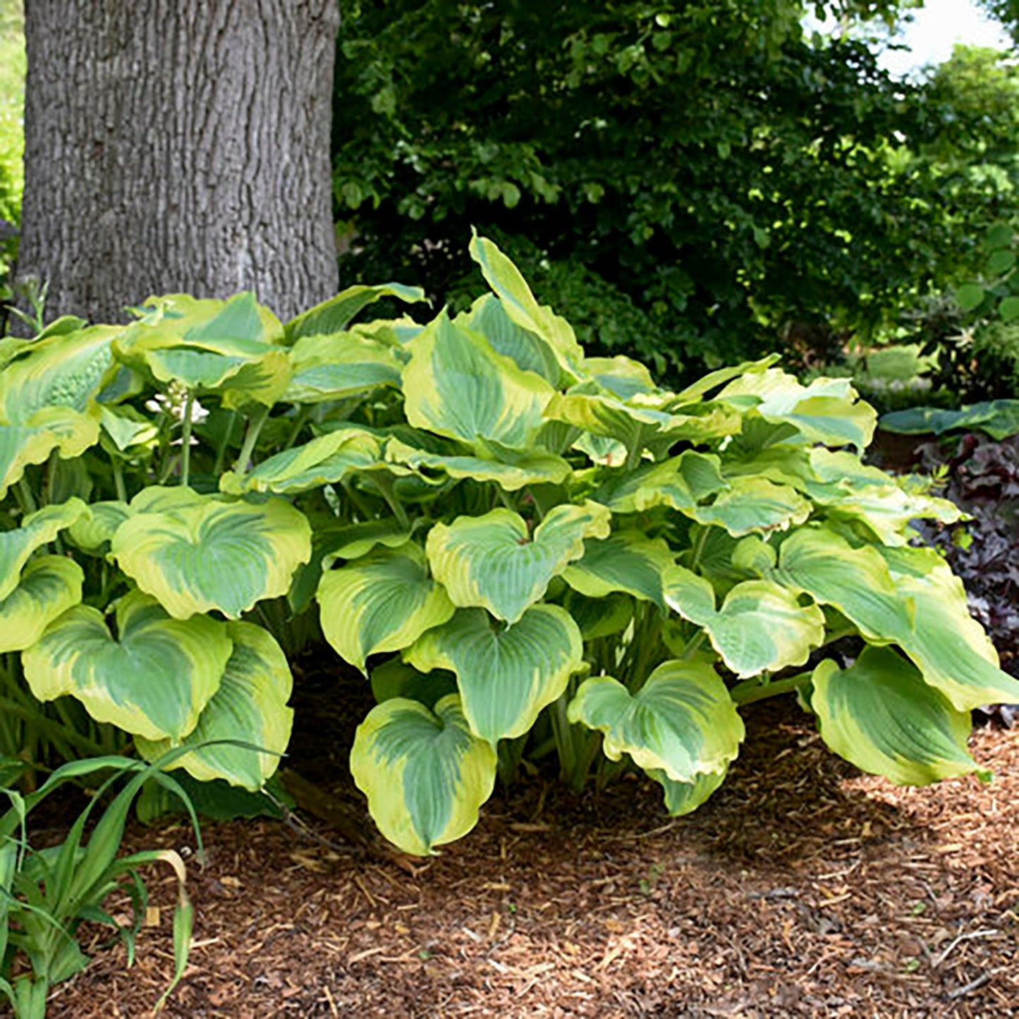 Seducer Plantain Lily