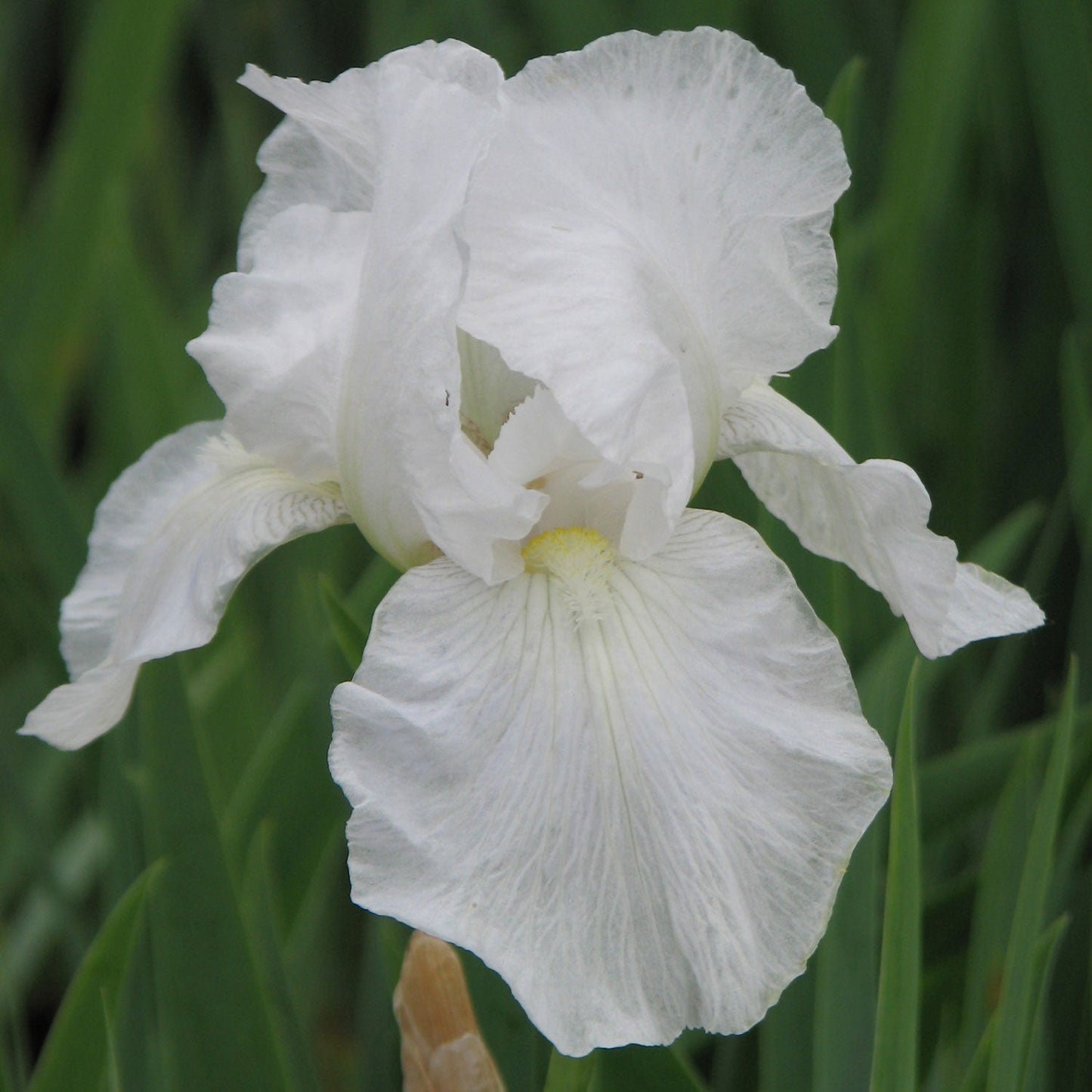 Immortality Tall Bearded Iris