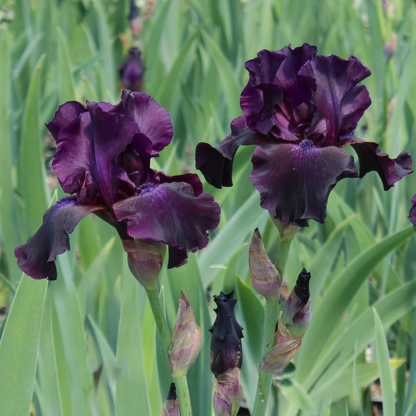 Superstition Tall Bearded Iris