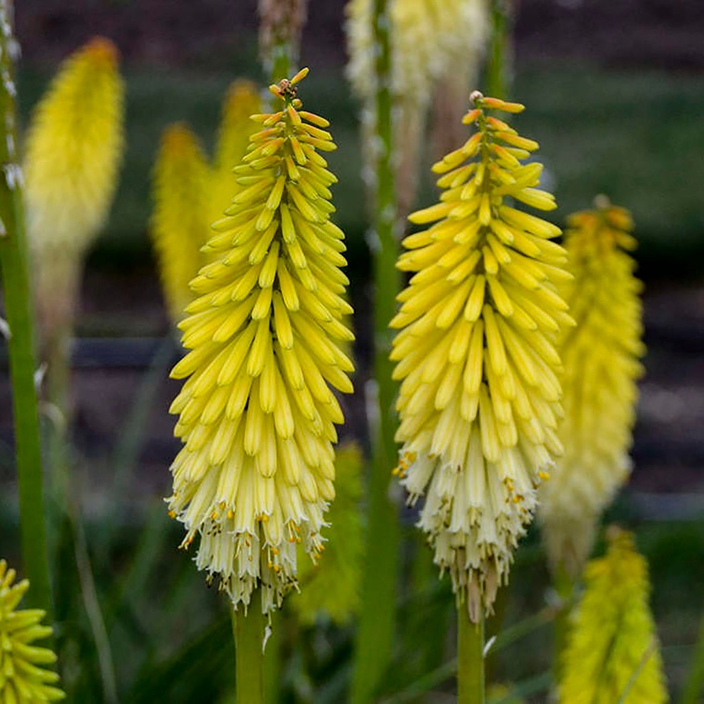 Flashpoint Red Hot Poker