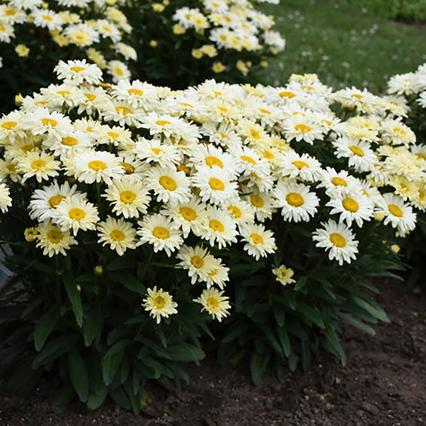 Banana Cream II Shasta Daisy