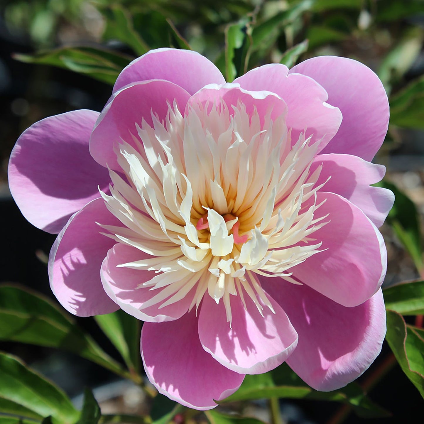 Bowl of Beauty Peony