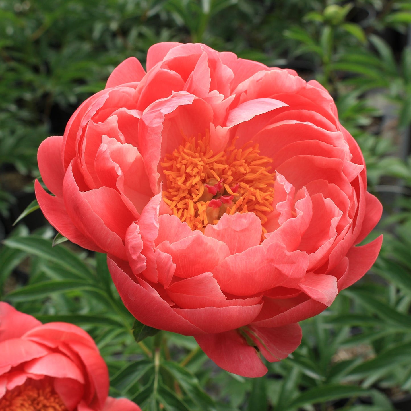 Coral Charm Peony