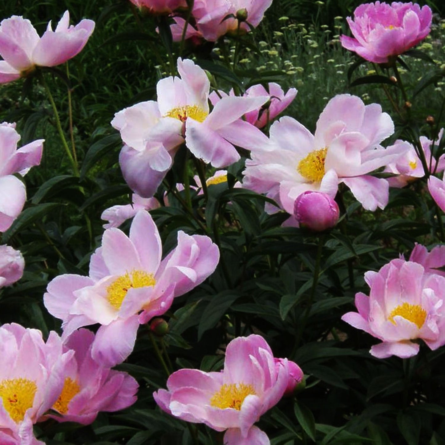 Sea Shell Peony