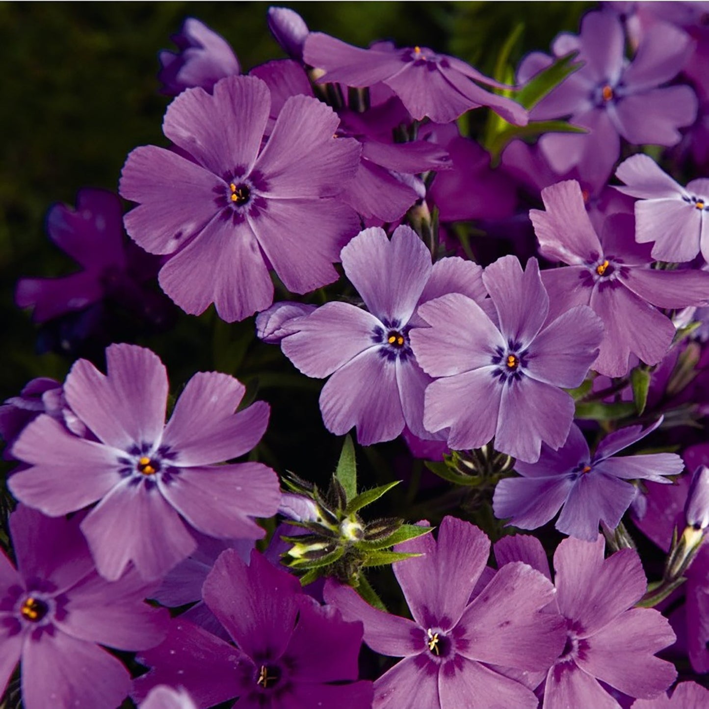 Purple Creeping Phlox