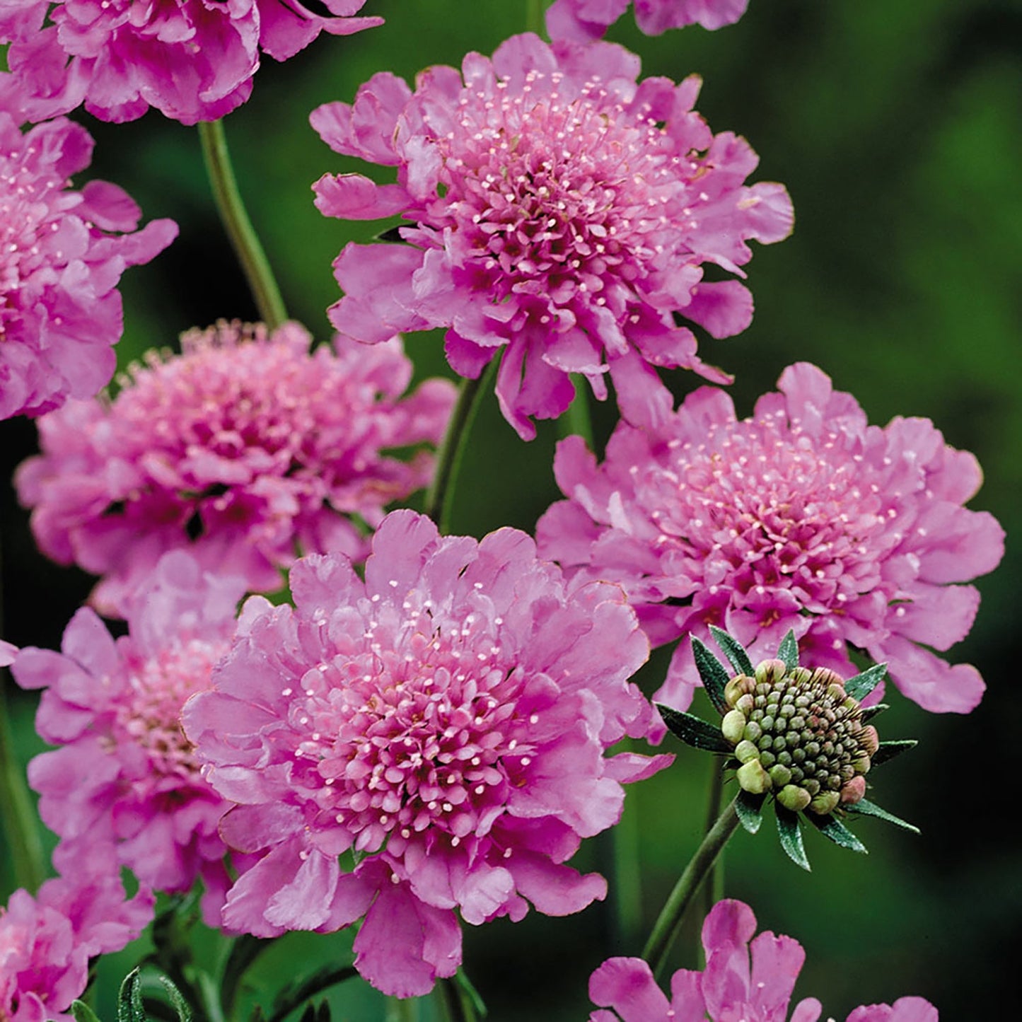 Rose Pink Pincushion Flower