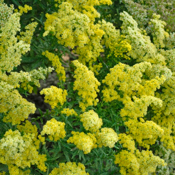 Little Lemon Goldenrod