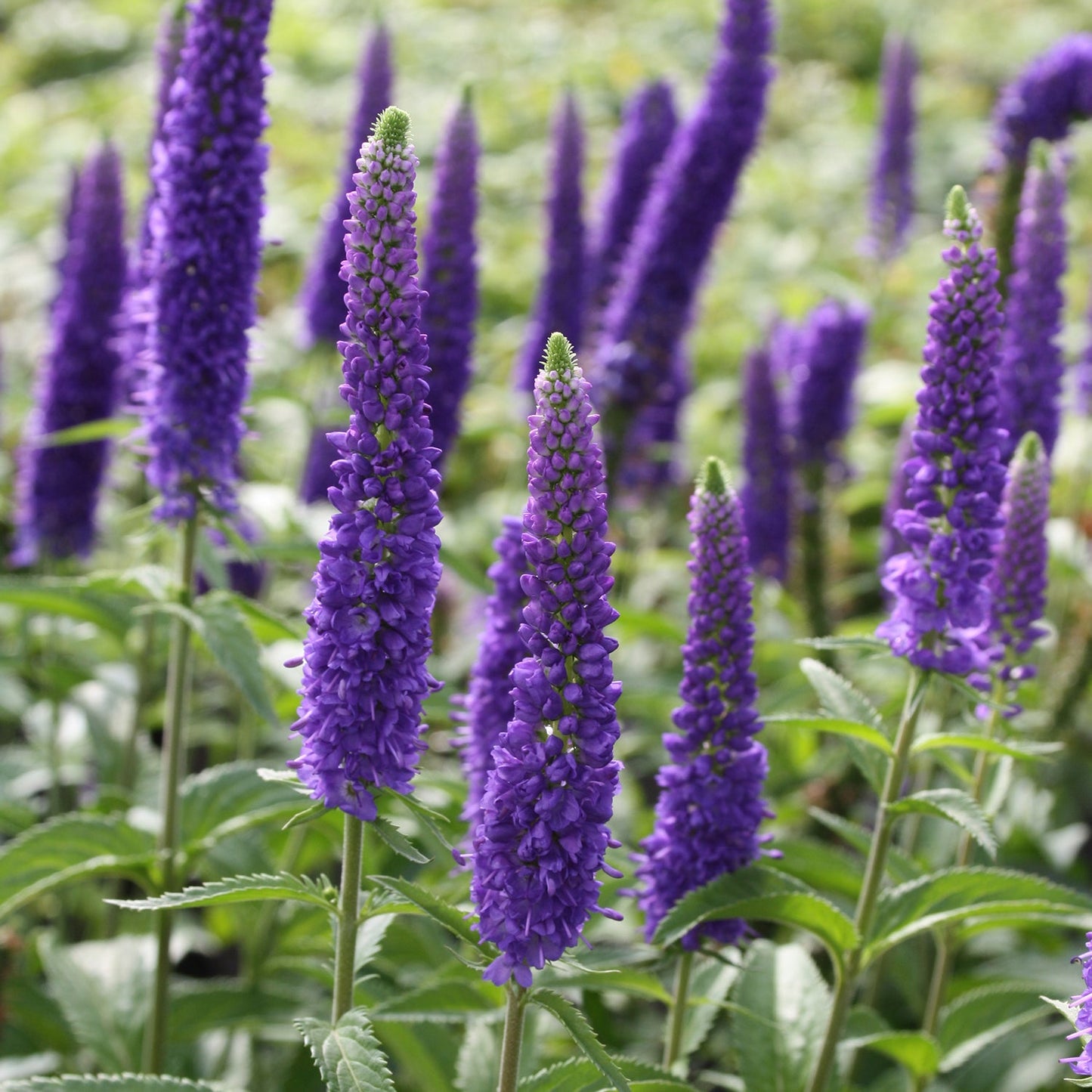 First Glory Speedwell