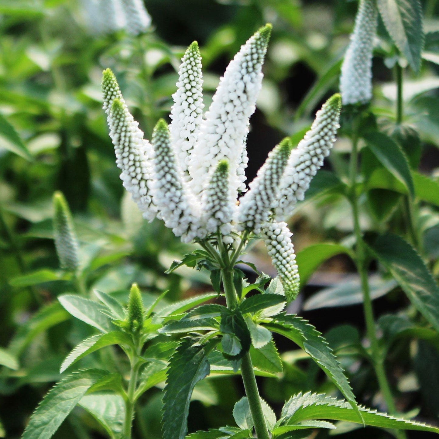 First Lady Speedwell