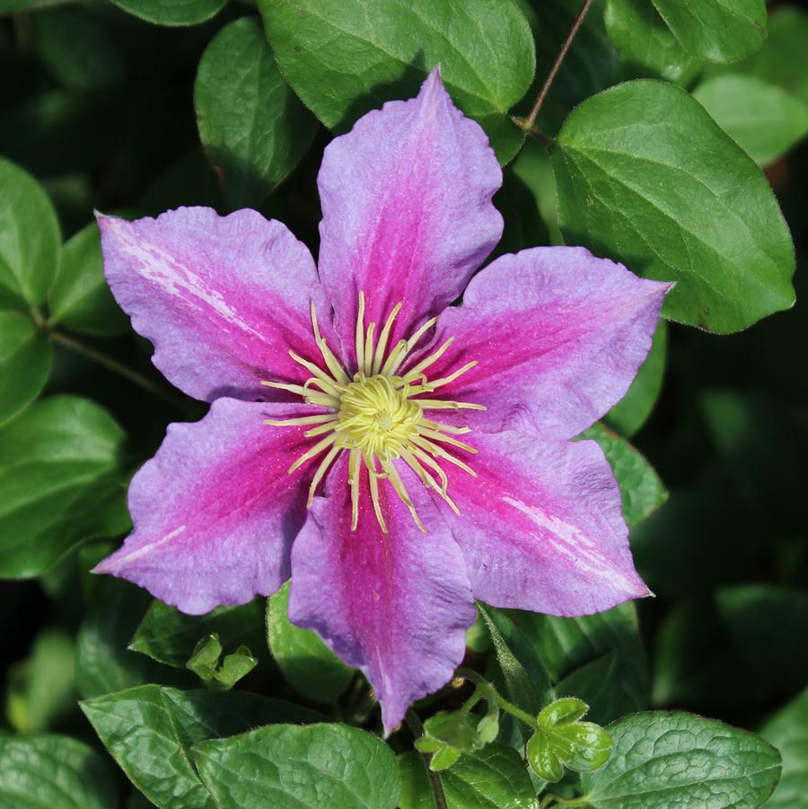Piilu Clematis
