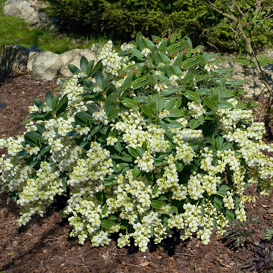 Prelude Japanese Pieris