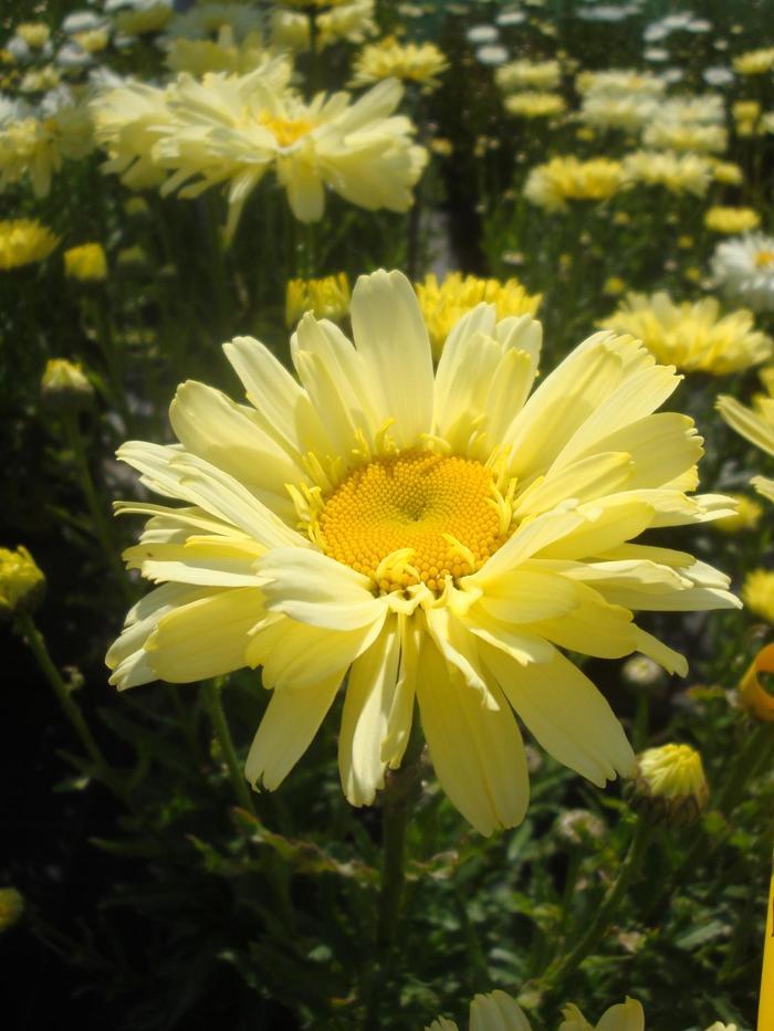 Real Dream Shasta Daisy