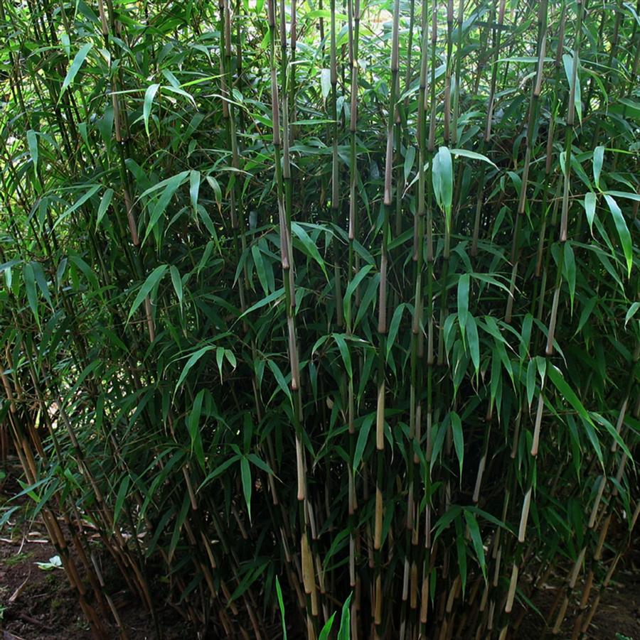Rufa Bamboo