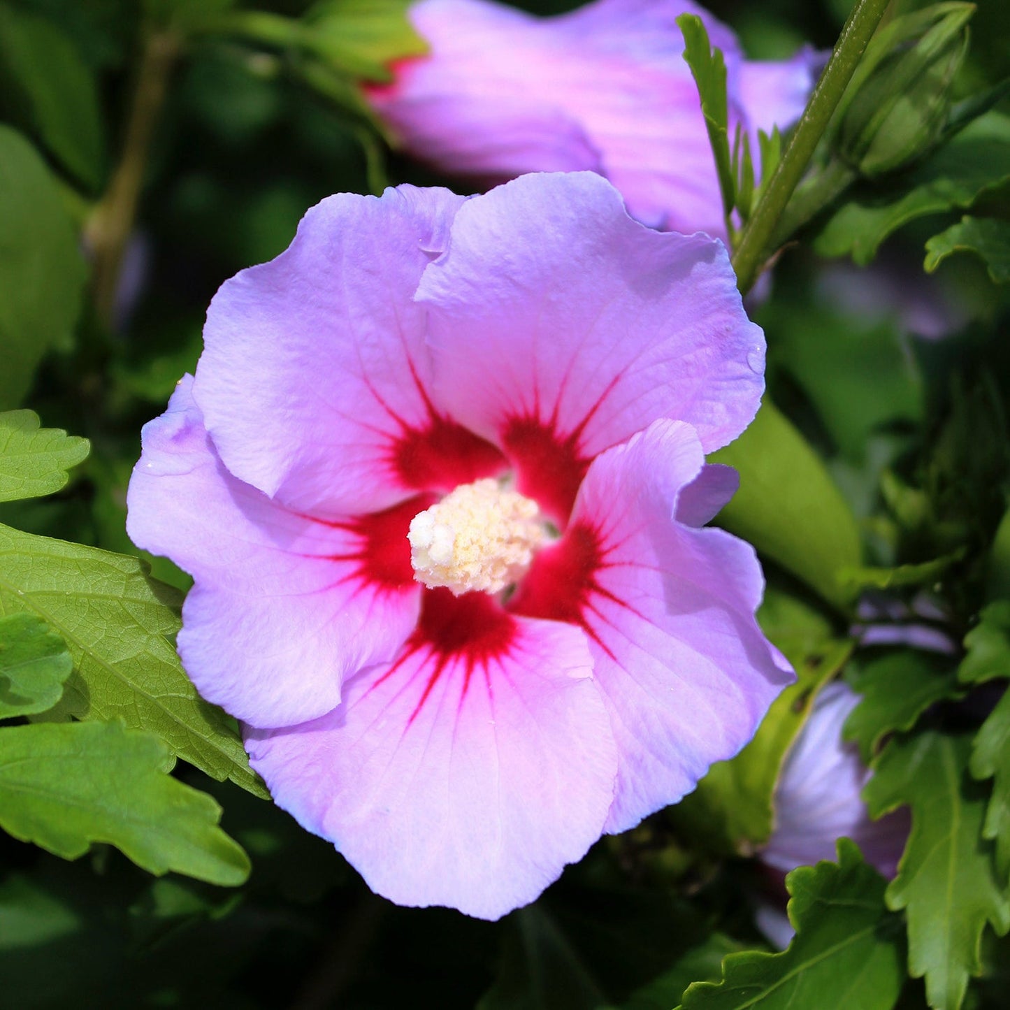 Blue Marlin Rose of Sharon Tree