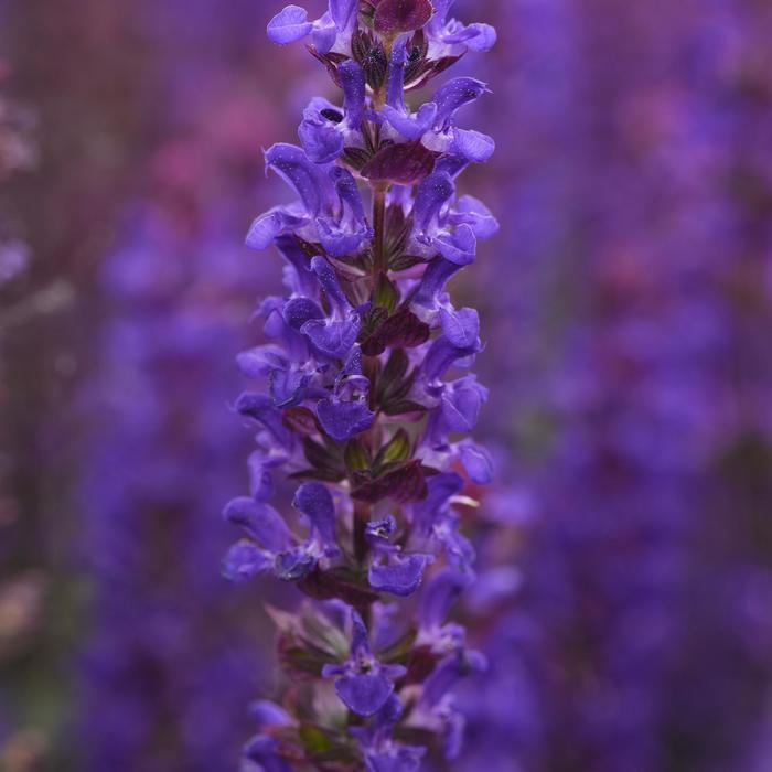 Salvatore Blue Meadow Sage