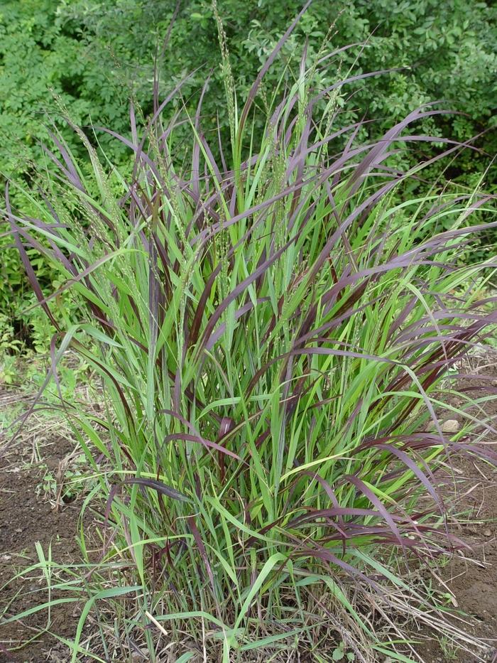 Shenandoah Switchgrass