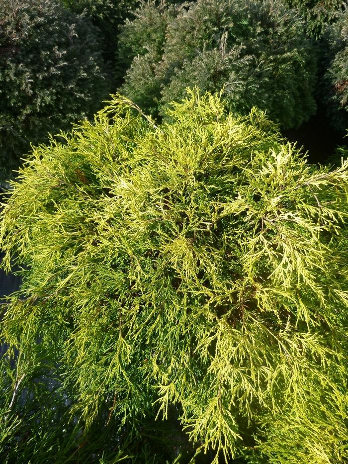 Sungold False Cypress