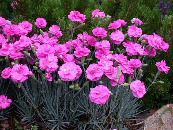 Tickled Pink Pinks